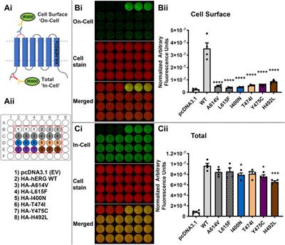 Evolutionary coupling analysis guides identification of mistrafficking-sensitive variants in cardiac K+ channels: Validation with hERG